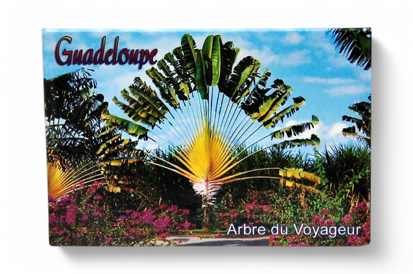 Magnet Image GP Arbre Du Voyageur