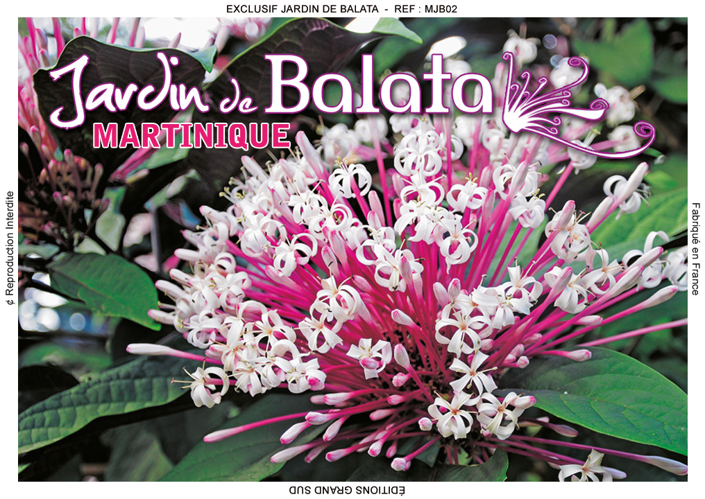 Magnet Image JDB Cl Rodendrum