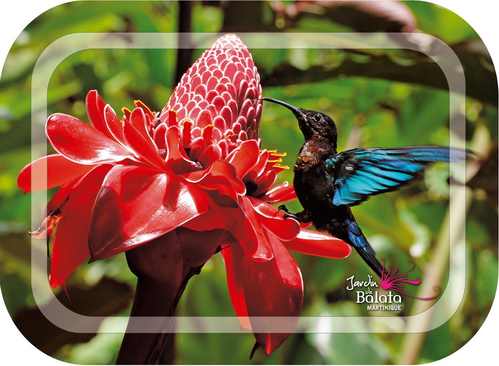 Plateau Métal JDB 3 Colibris MQ