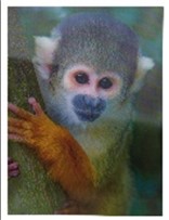 Poster Squirrel Monkey 3D