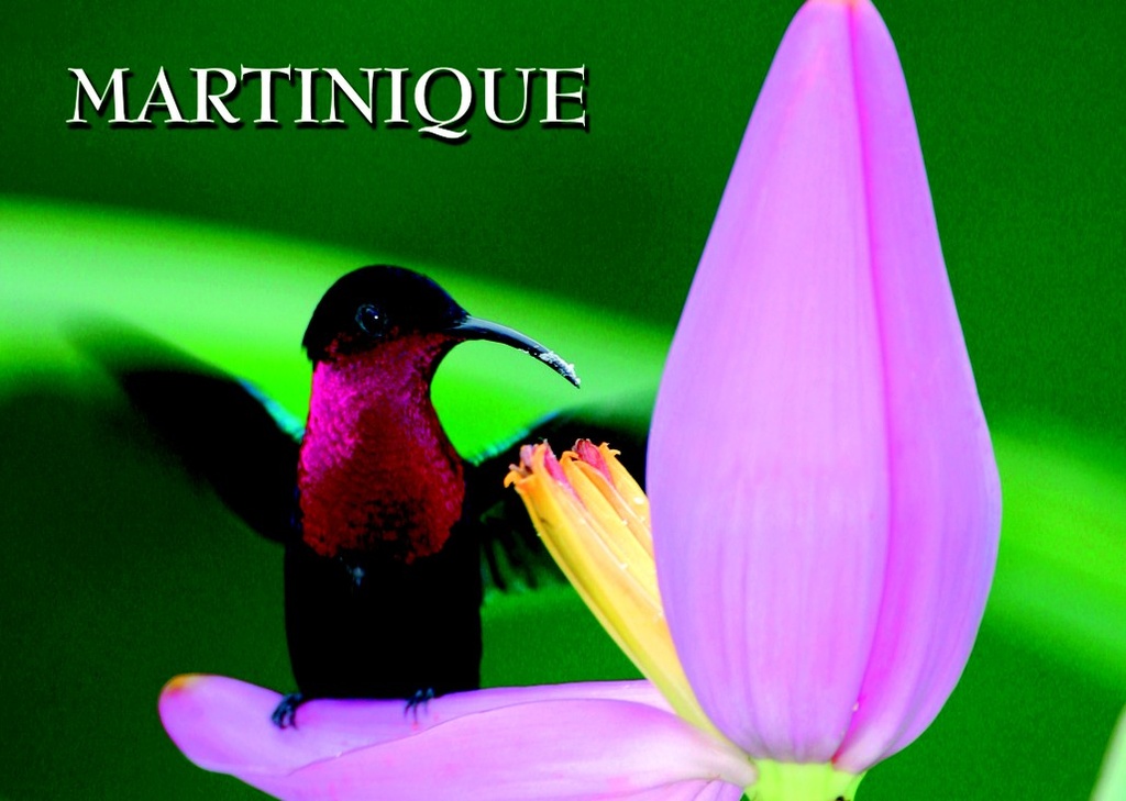 CP 12x17 MQ 3D Colibri/FLEURS M3D02