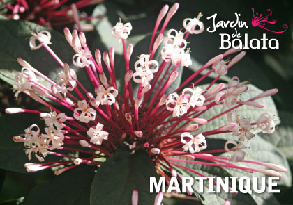 CP 10X15 JDB - Cl RodendronMJB015