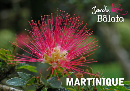 CP 10X15 JDB - Pompon RougeMJB016