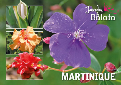 CP 10X15 JDB - Oreille D' L PhantMJB017