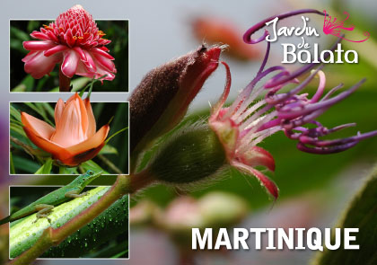 CP 10X15 JDB - TibouchinaMJB020