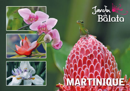 CP 10X15 JDB - Anoli/Rose De PorcelaineMJB021