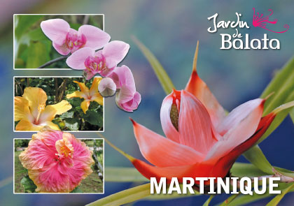 CP 10X15 JDB - Fleurs De PandanusMJB022