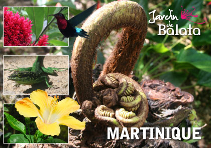 CP 10X15 JDB - Naissance D'Une Foug ReMJB025