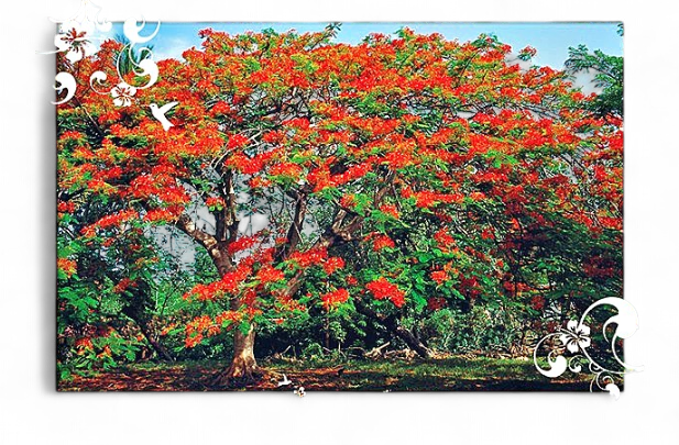 Set de Table Flamboyant