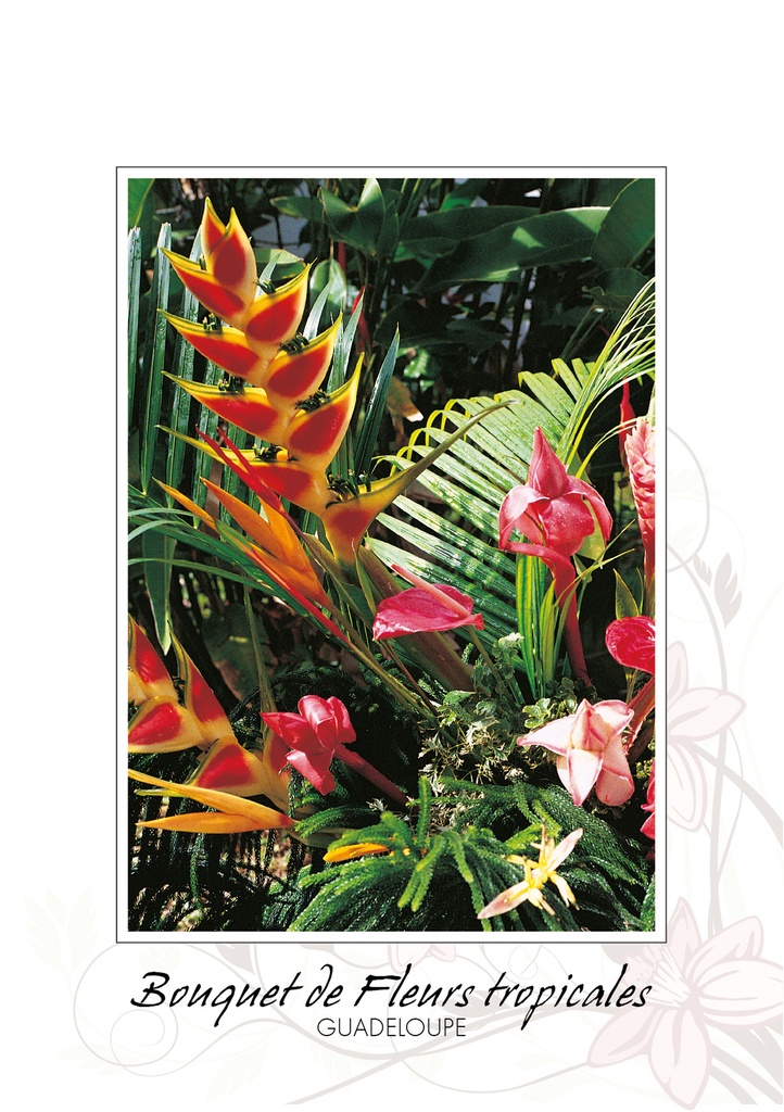 Sticker Tortue Marine Guadeloupe